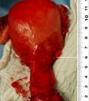 Fertil Gynecol Androl